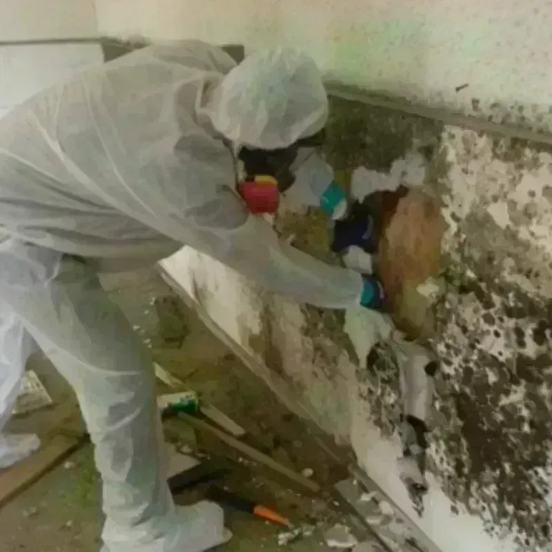 Mold Remediation and Removal in Rosamond, CA